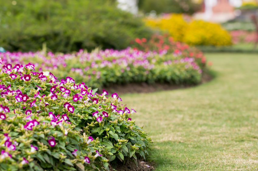 Purple flowers in a garden stock photo.