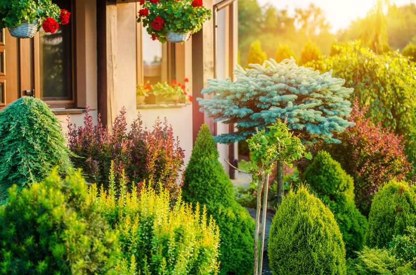 Bushes and flowers in front of a house at sunset stock photo.