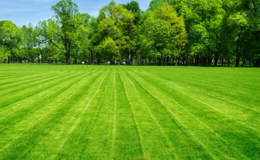 A green grassy field with trees in the background.